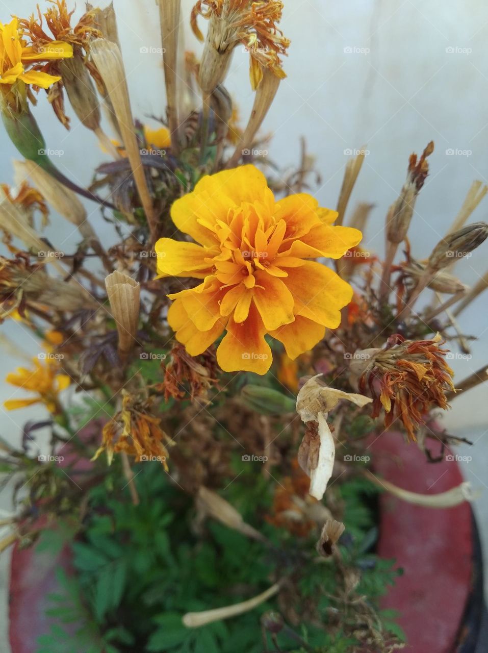 marigold flower yellow fresh seasonal looking very beautiful generally found everywhere fresh