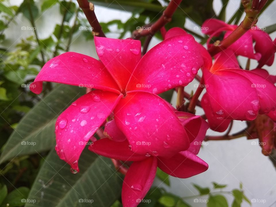 frangipani