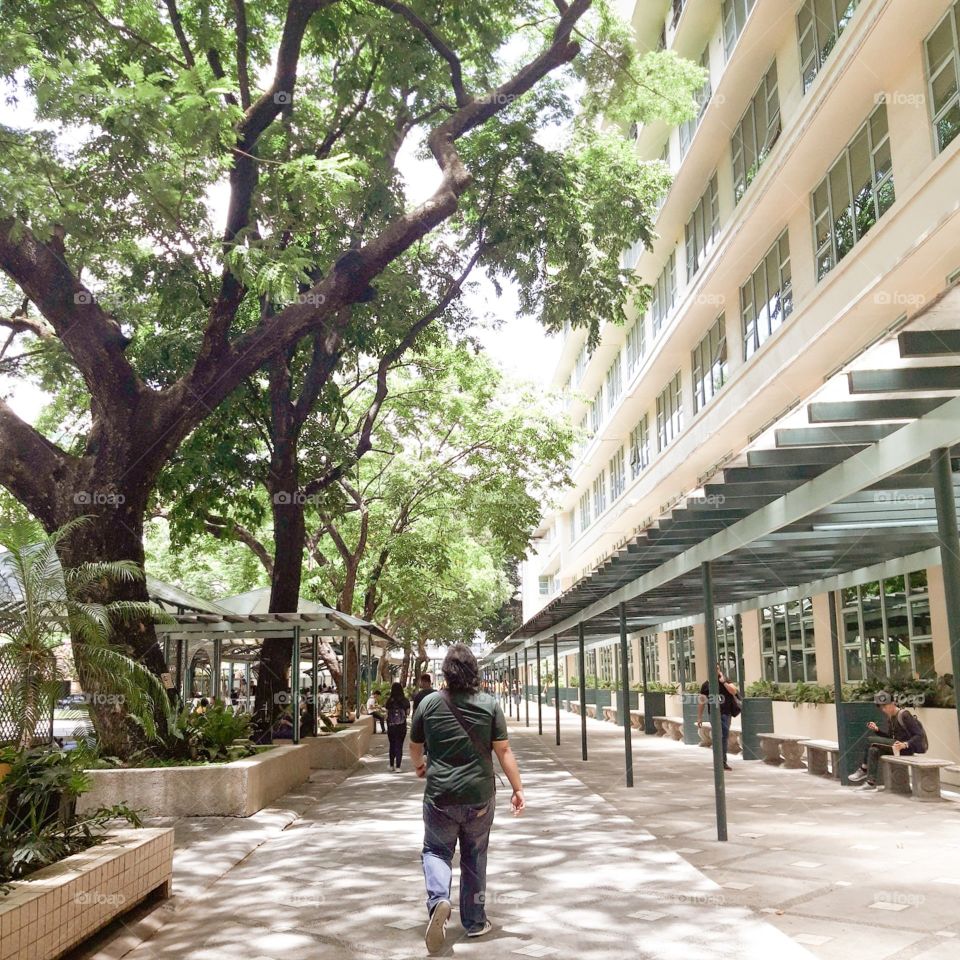 Our university full of trees and greeneries