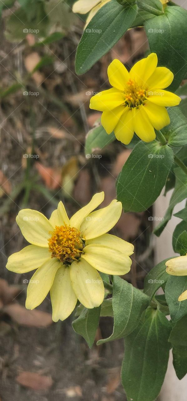 Youth-and-old-age.Zinnia.