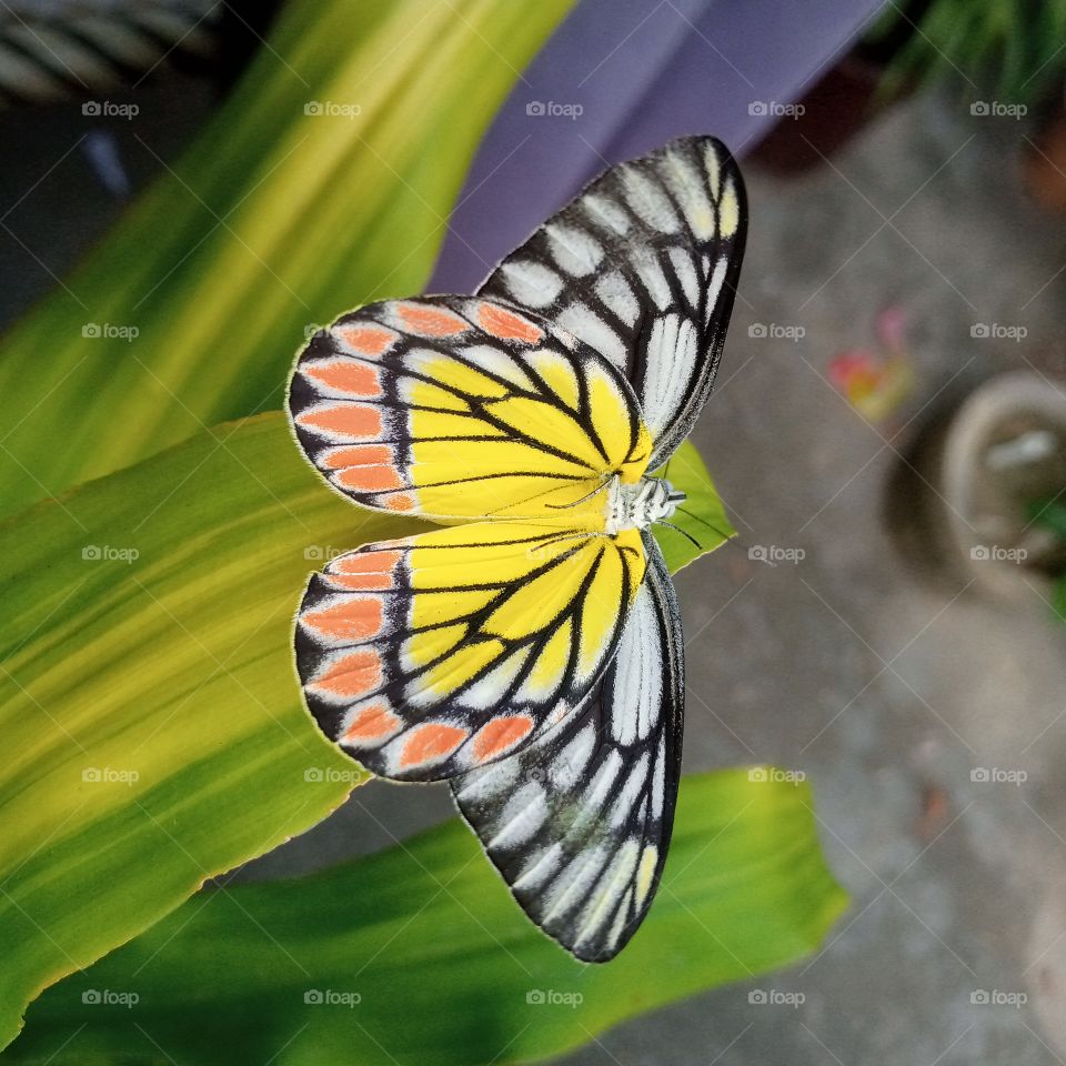 beautiful butterfly on leaf.