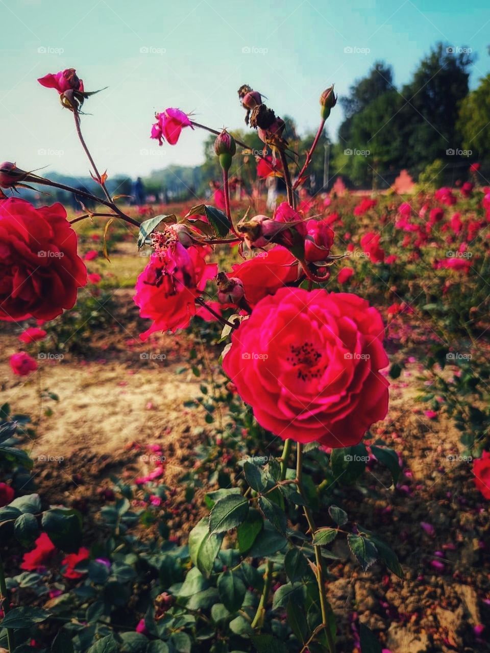 The field with red flowers and many green leaves looks so vibrant and colourful! It's like a beautiful painting brought to life. πΊπ