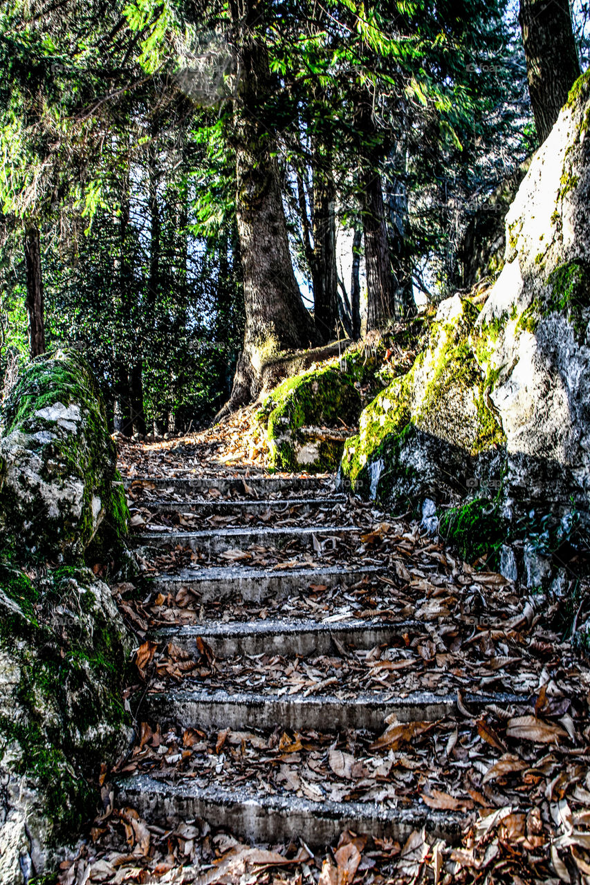 Stairs in a garden covered with leafs