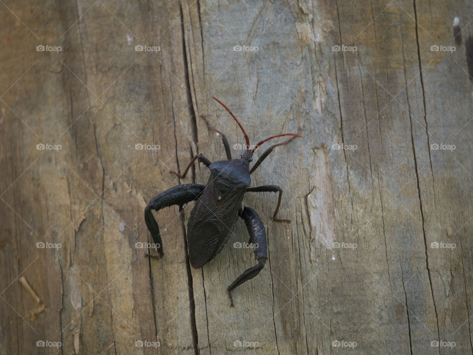 Giant Agave Bug climbing on Rustic Wood