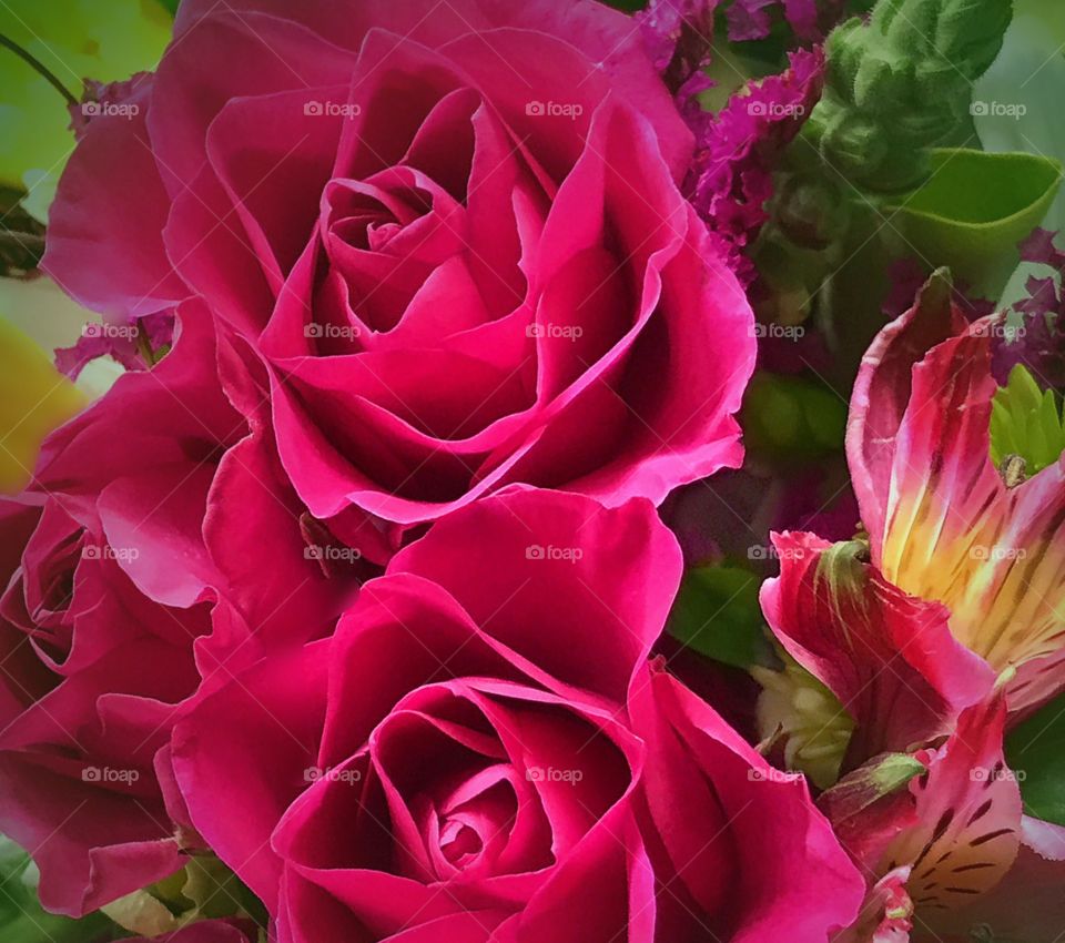 Deep pink roses