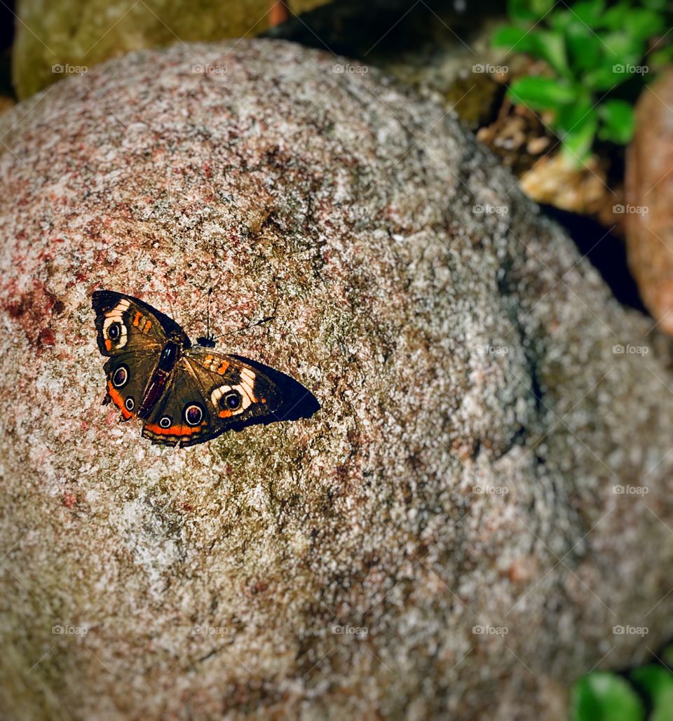 Buckeye butterfly—taken in Brookfield, Illinois