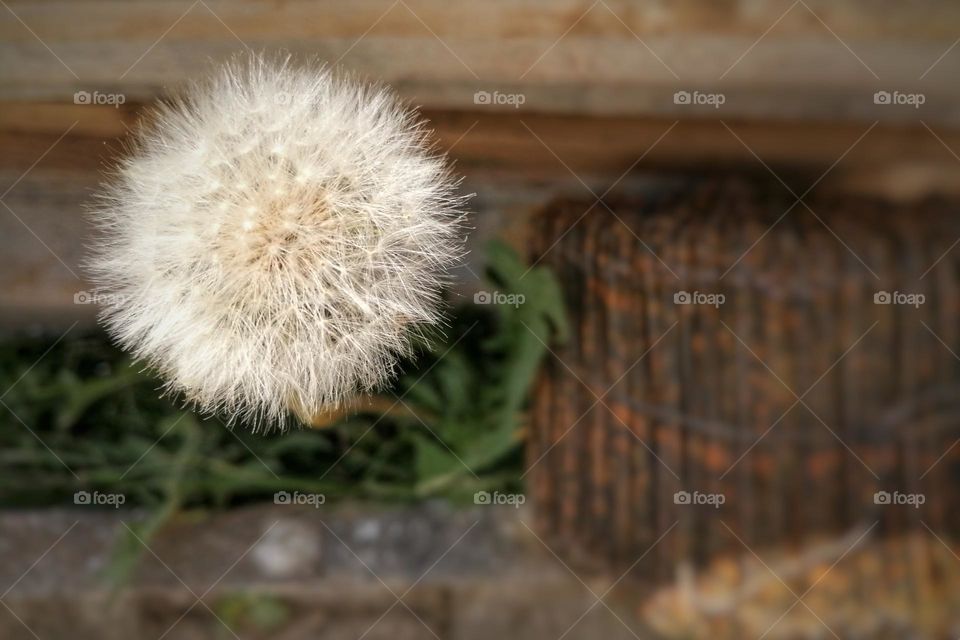 Pappus of a dandelion