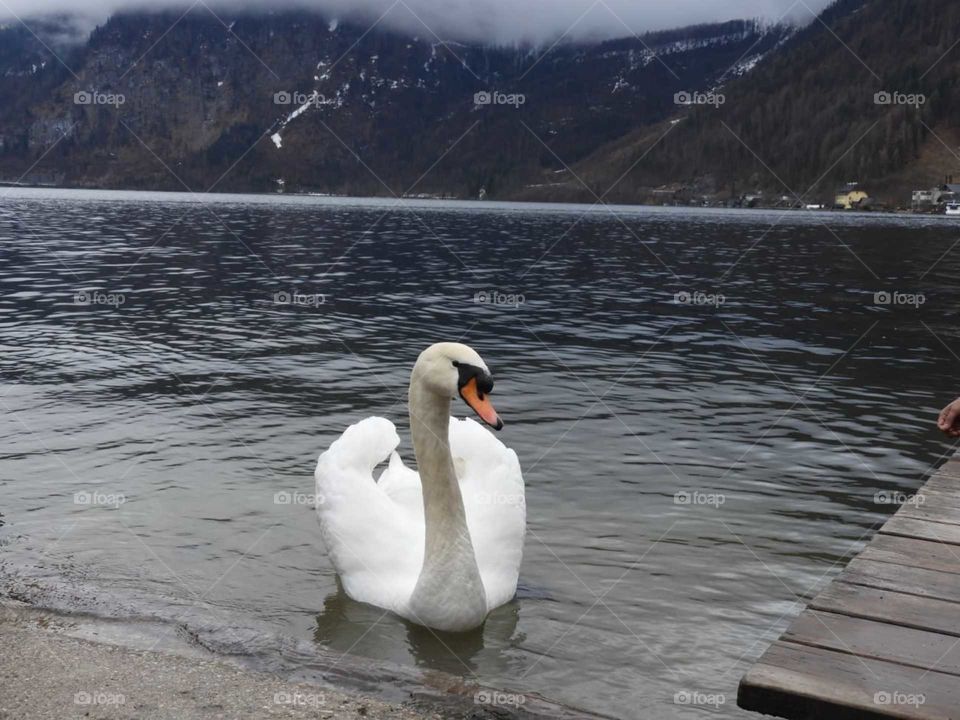 Swan Austria 