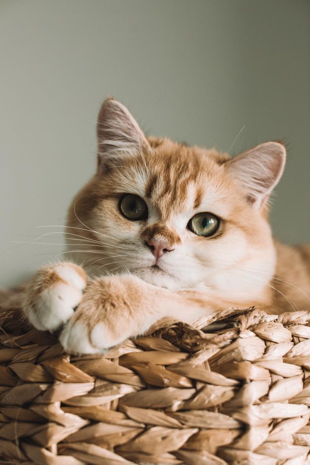 el amor por los animales es diferente a cualquier otro