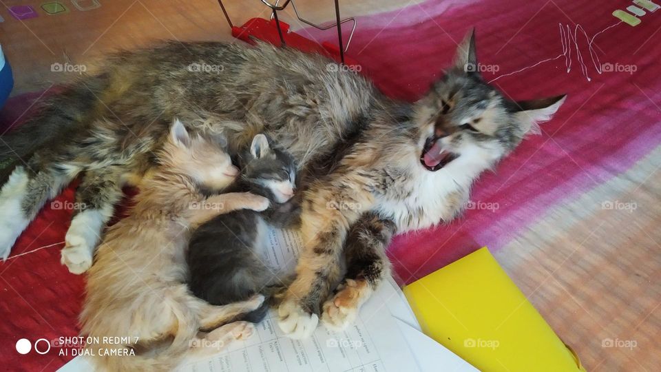 Cat with kittens