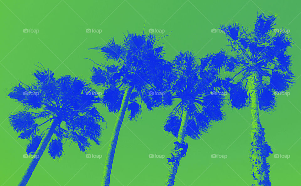 Palm Paradise Collection