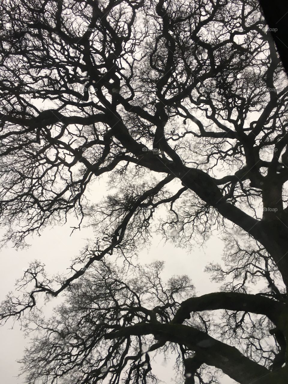Rainy Oak 