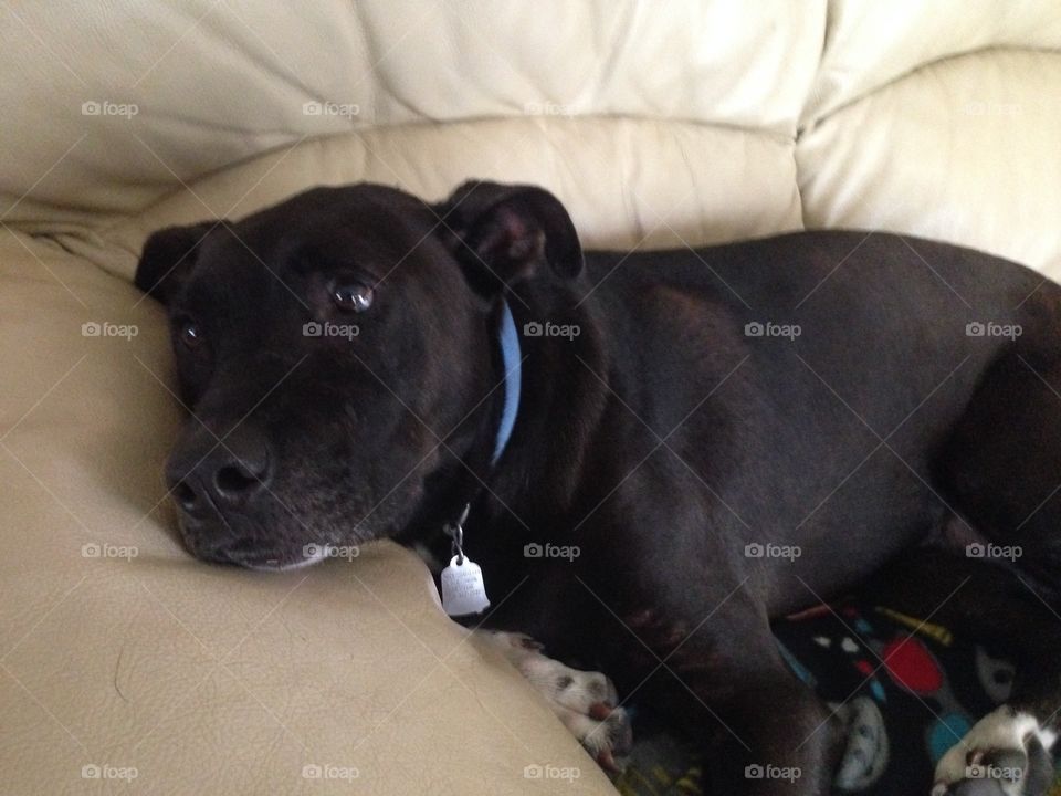 Black lab
