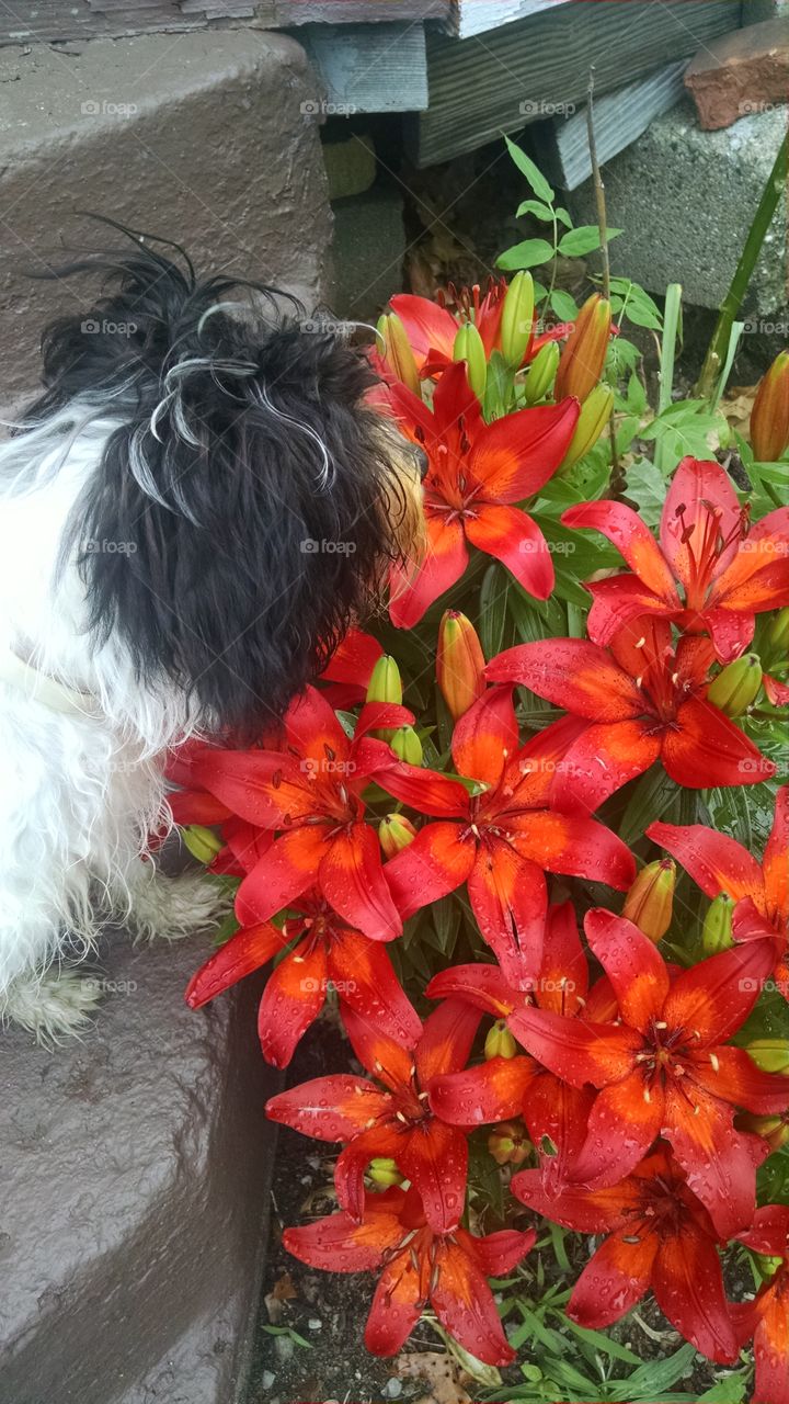 flower doggy. as he sniffs