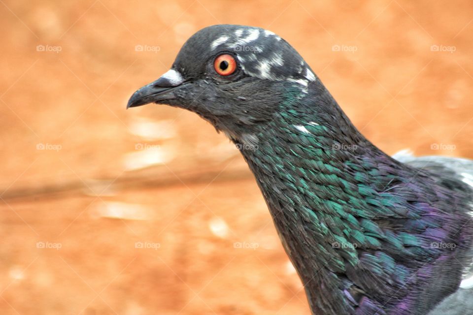 head shot of a curious pigeon