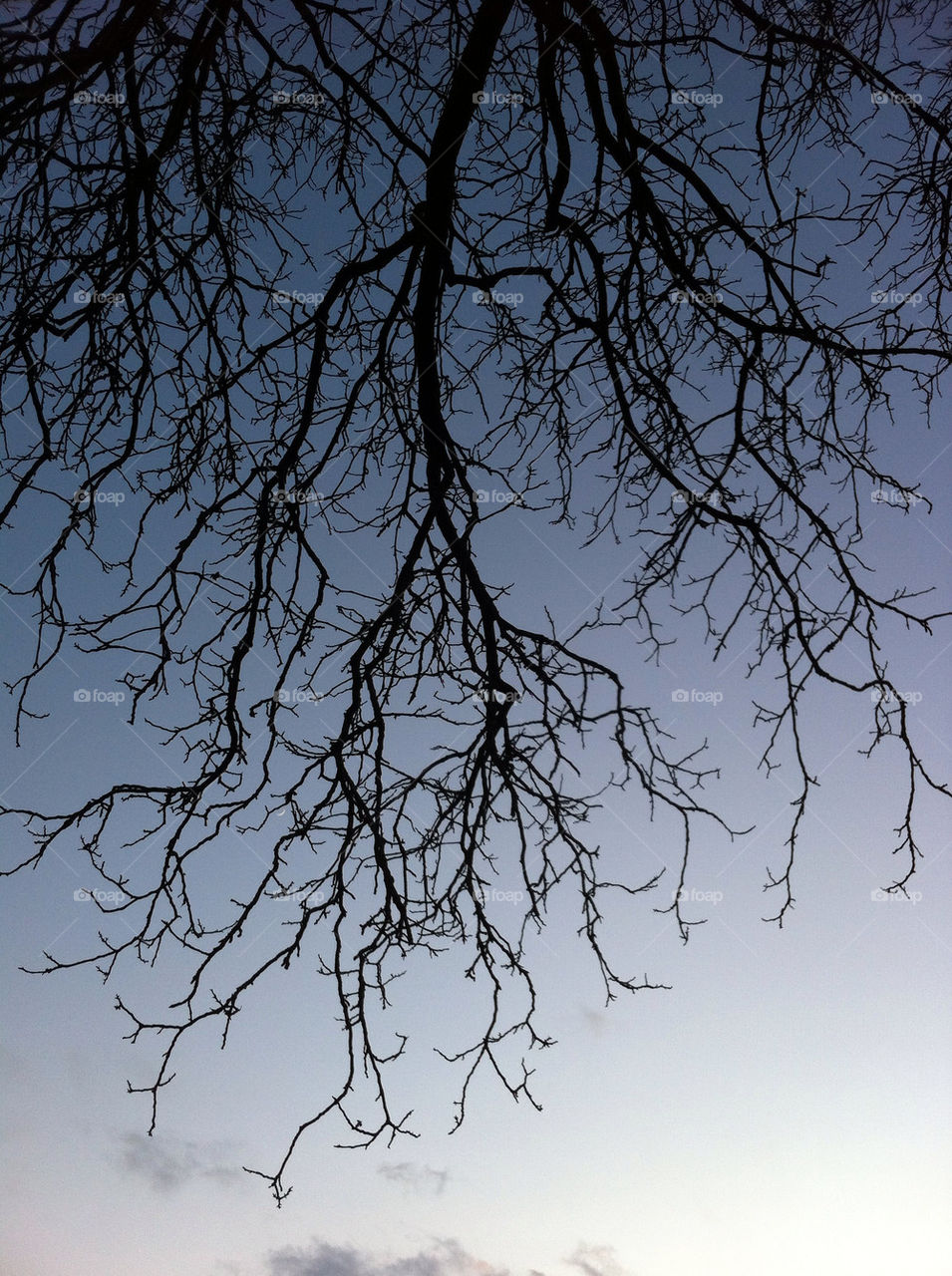 sky tree germany branch by bibichethuyns