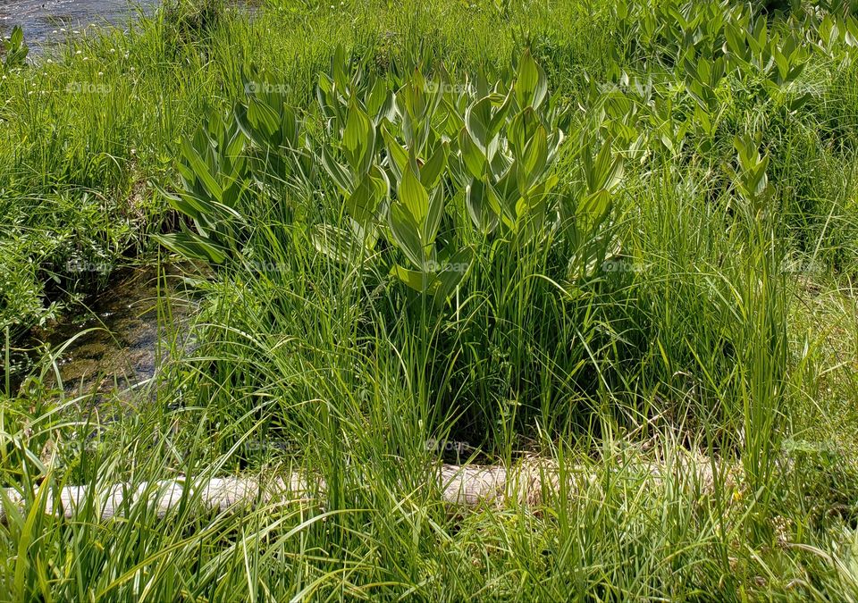 Thick green leafed lily plants along the lush green banks of the Deschutes River running through the forests of Central Oregon on a sunny summer day.