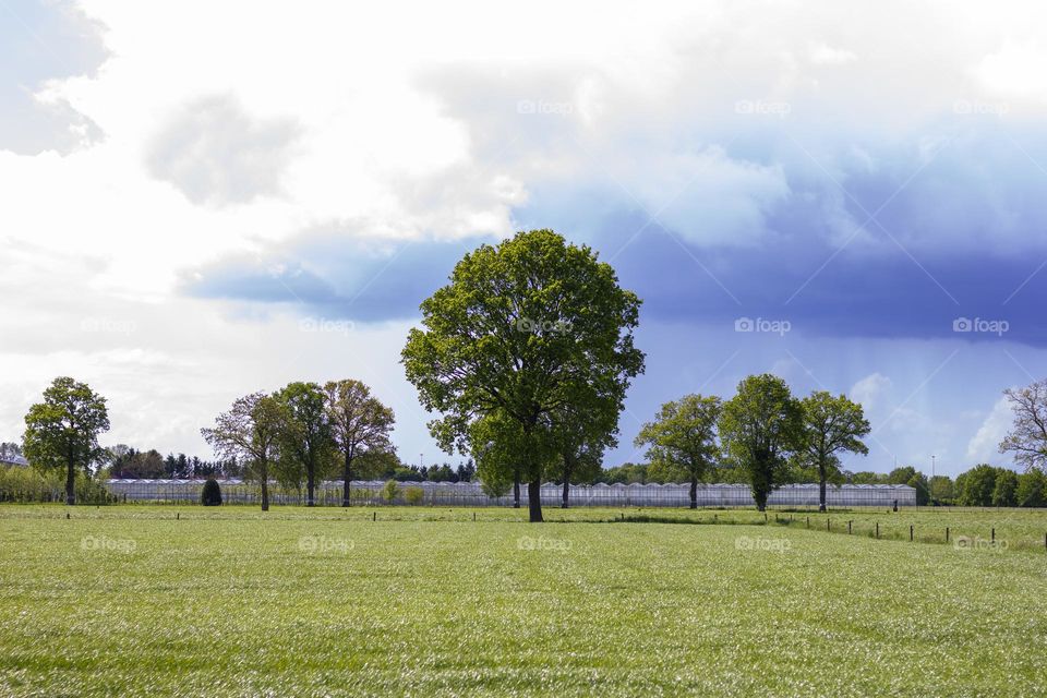 A countryside landscape portrait of a tree standing in a grassfield surrounded by other trees and with a dark cloudy sky in the background.