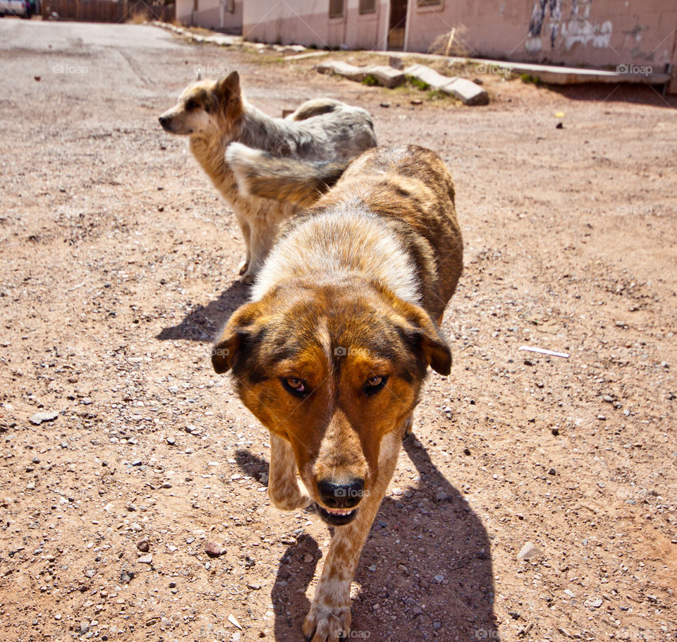 Stray dogs of Black Mesa