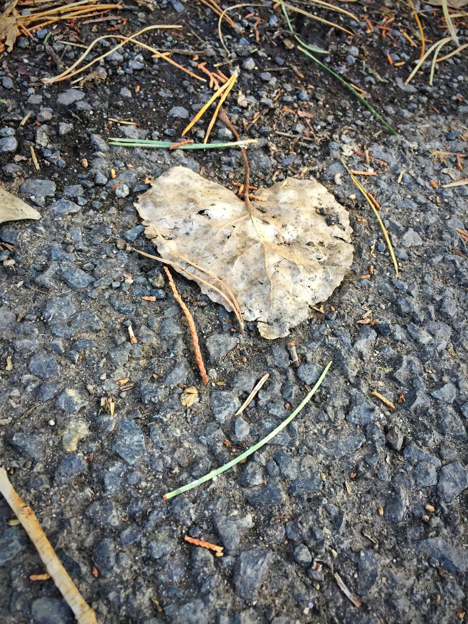 Came across a Valentine's Day leave on a walk 