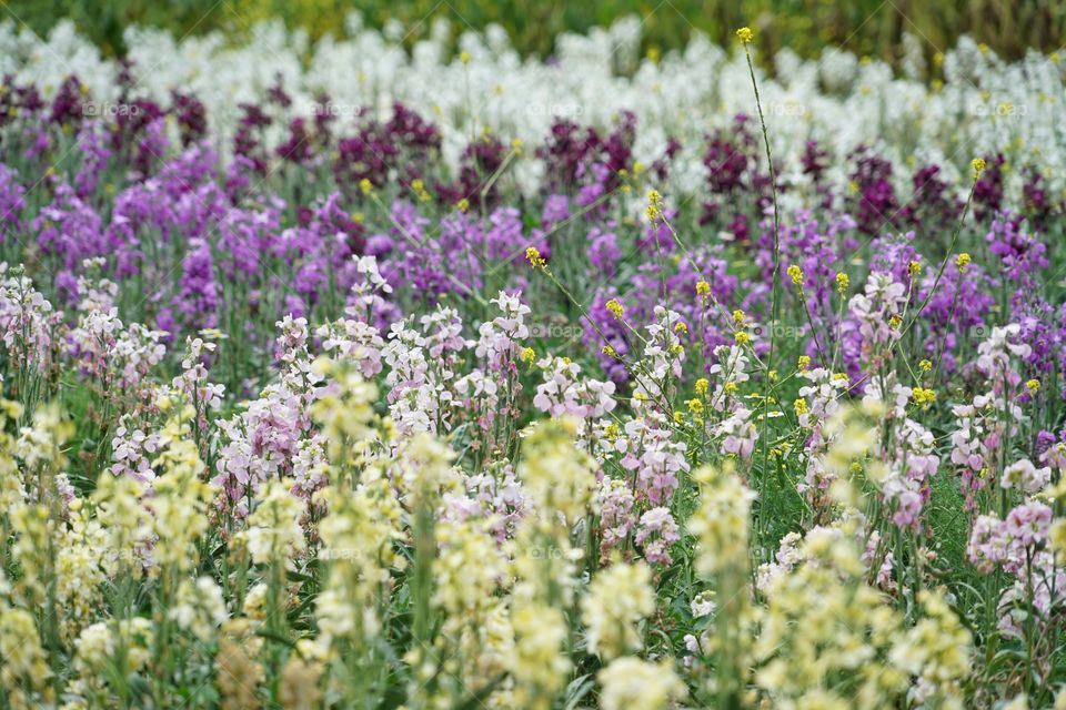 Vibrant California Wildflowers