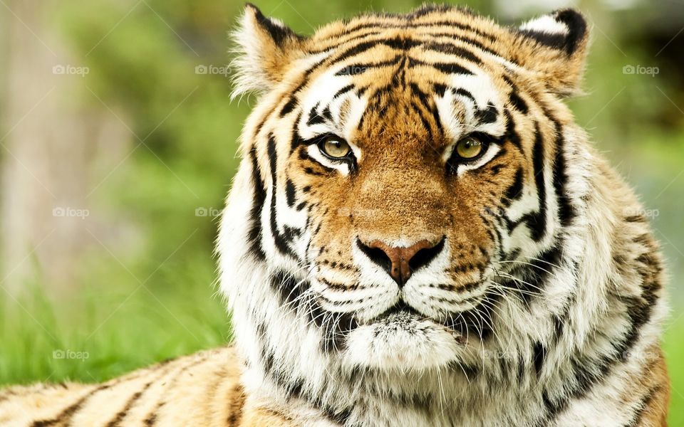 royal tiger