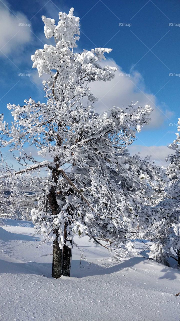 Winter landscape from Pyhätunturi, Lapland, Finland