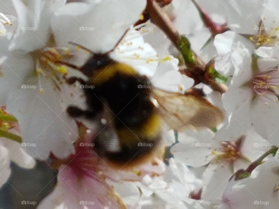 Hummel in kirschblüte