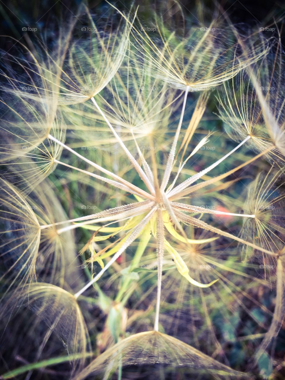 Dandelion