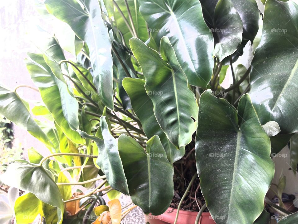 Plant green