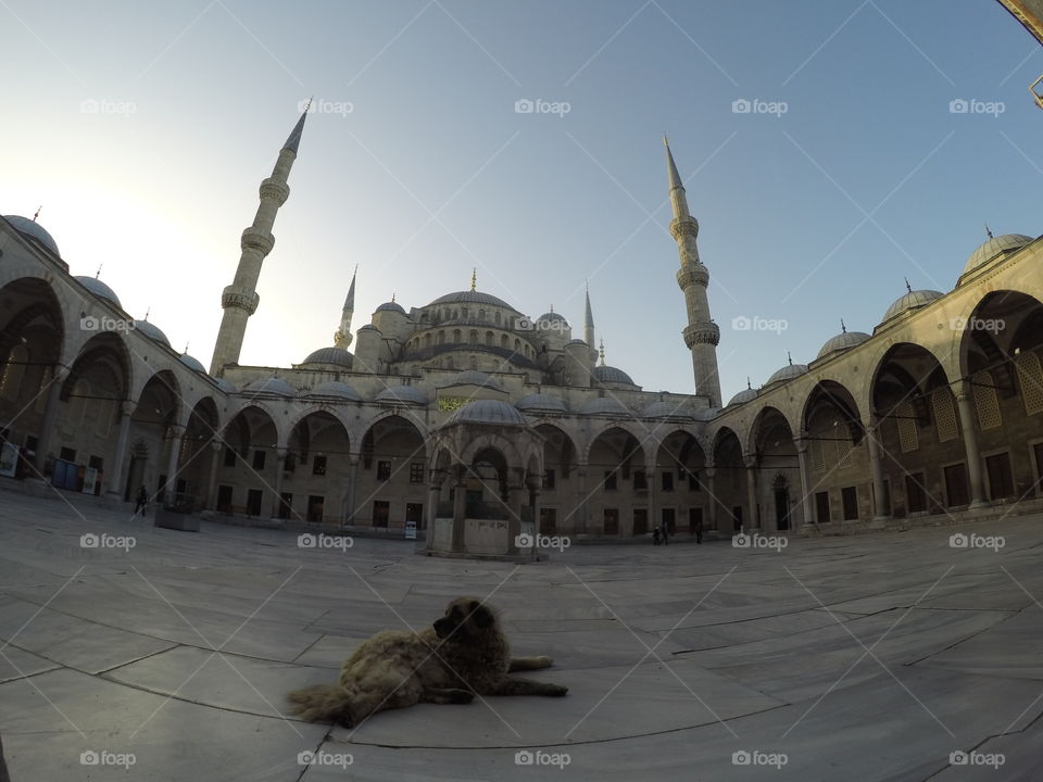 Dog and the Blue Mosque