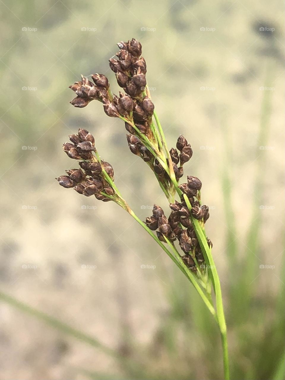 Weeds that withered by the pond, leaning towards the water but still withering away. 