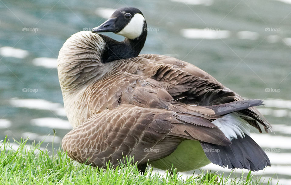 bottle necked