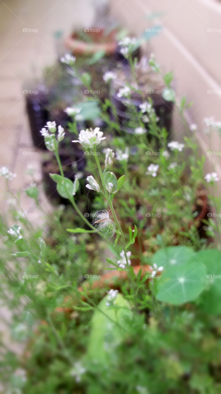 Small Flowers