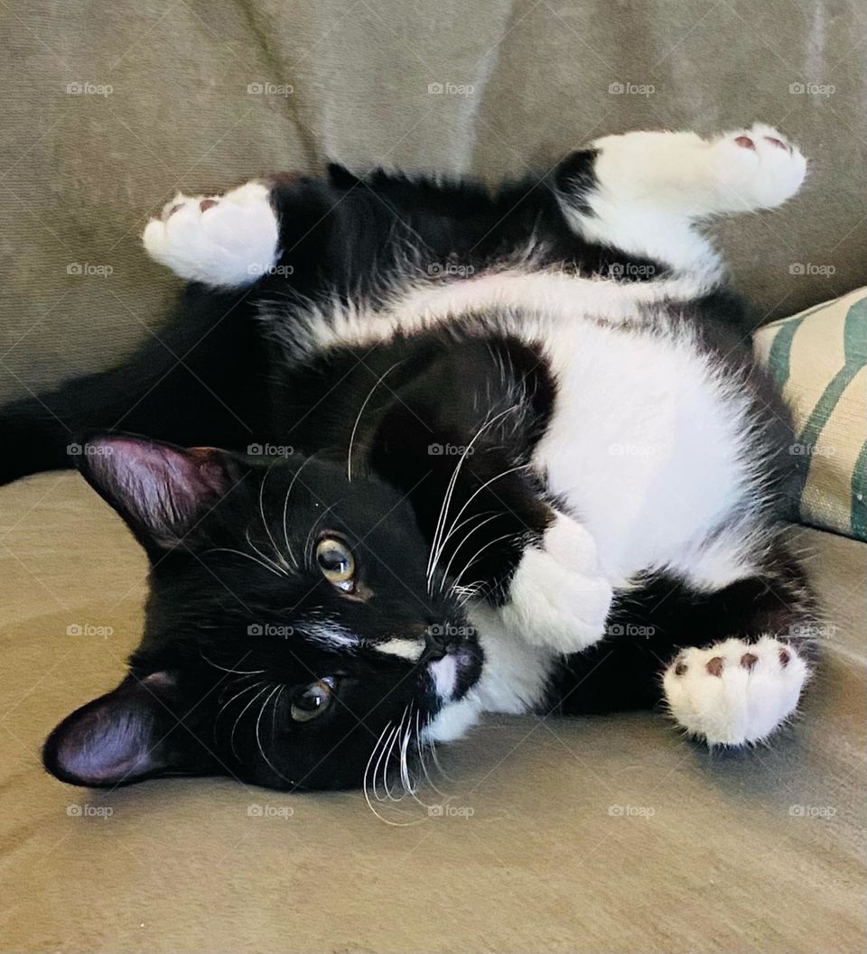 Relaxing black and white kitty 