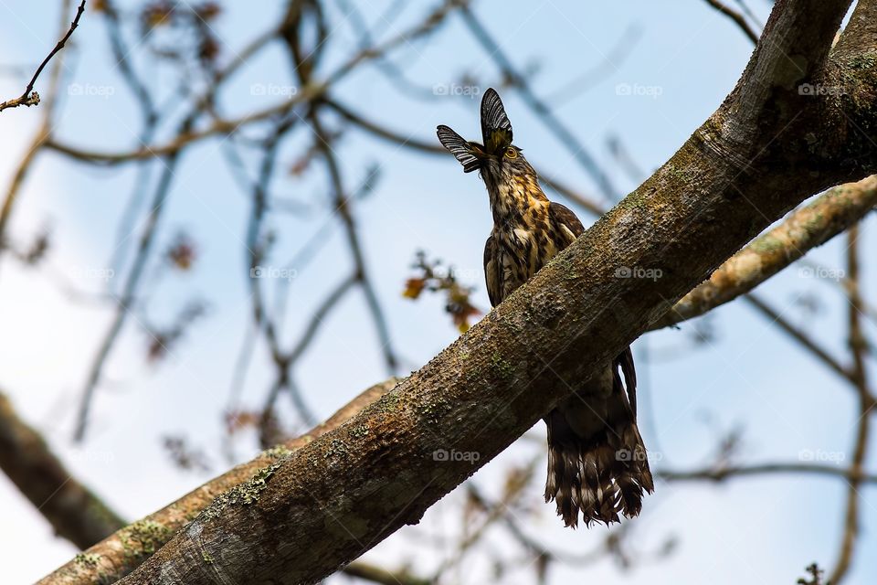 Large Hawk Cuckoo 