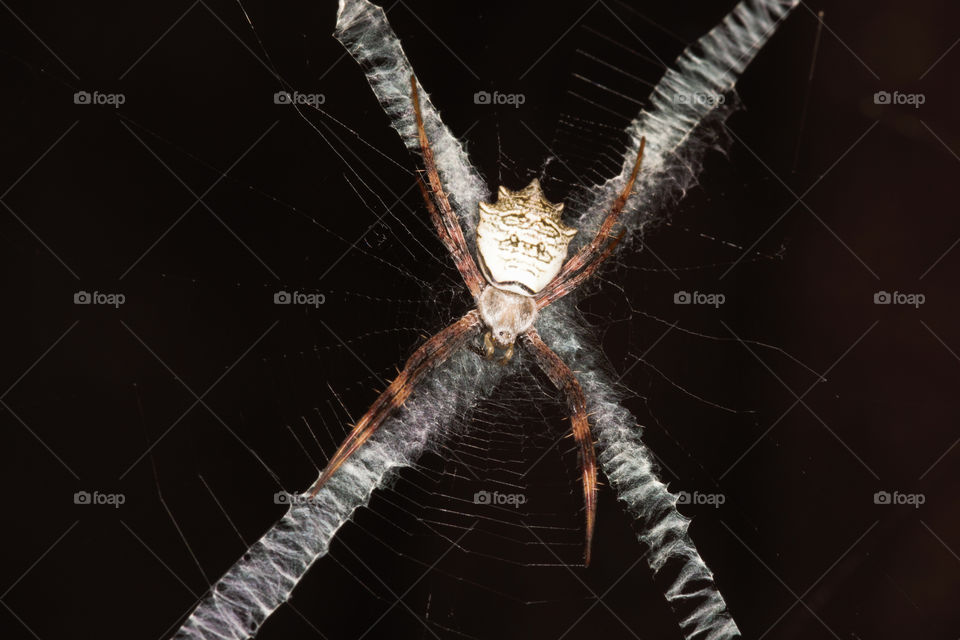 Banded Orb Web Spider (Argiope flavipalpis) Disguised On Its Web, Limpopo, South Africa