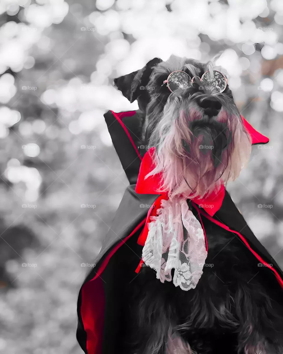 Vampire dog