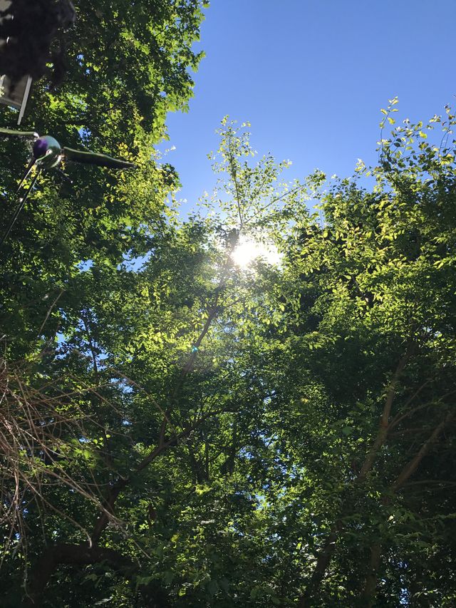The sun shining through the trees off of my back porch
