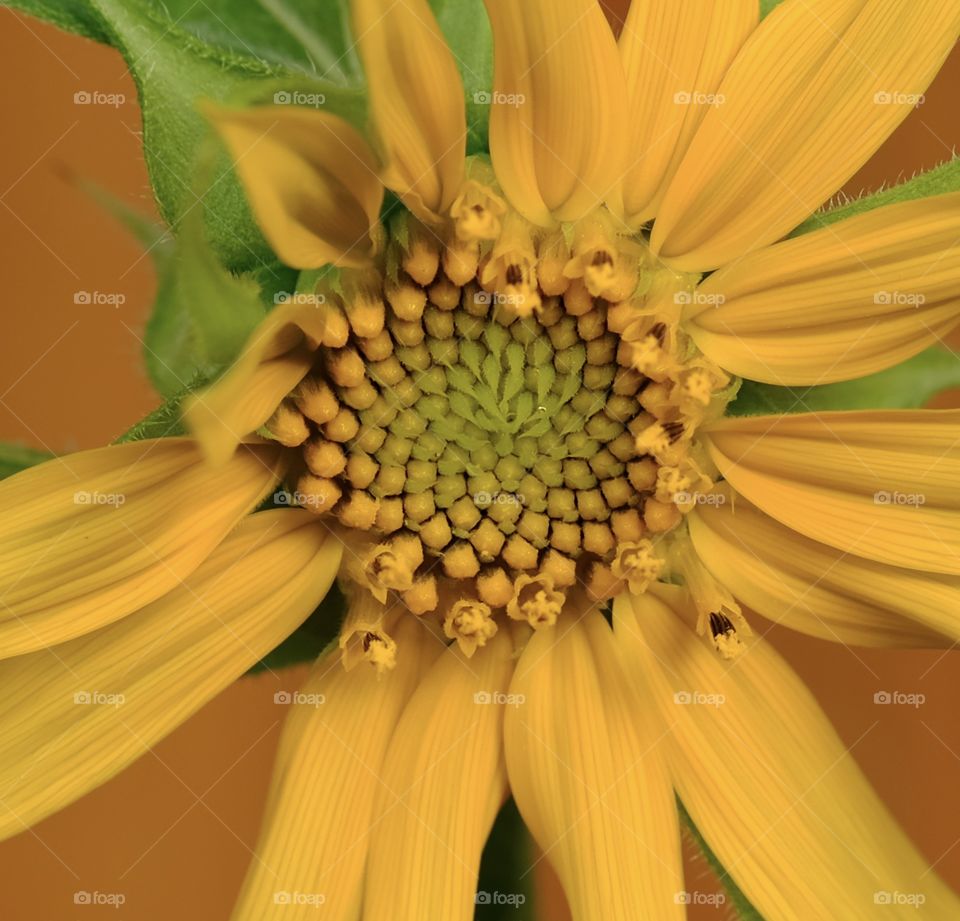 Baby sunflower
