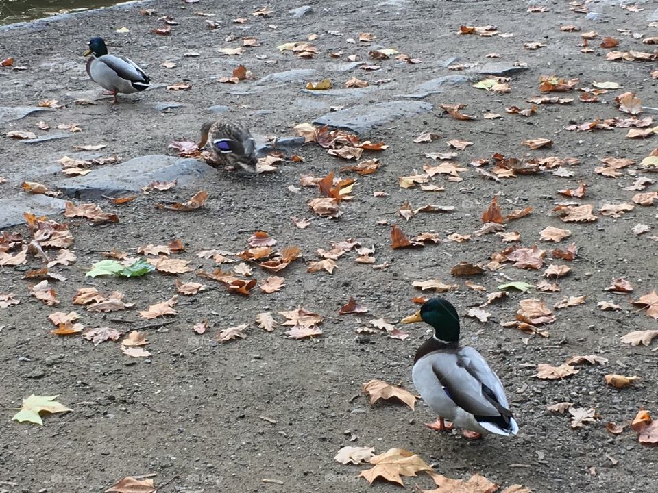 Follow me, as duck we are together!