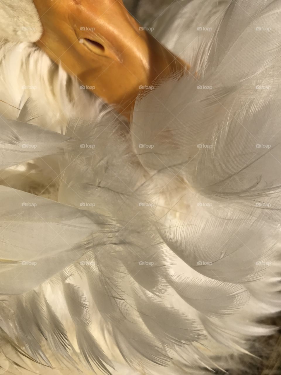 Ali's beautiful feathers. 🦆
