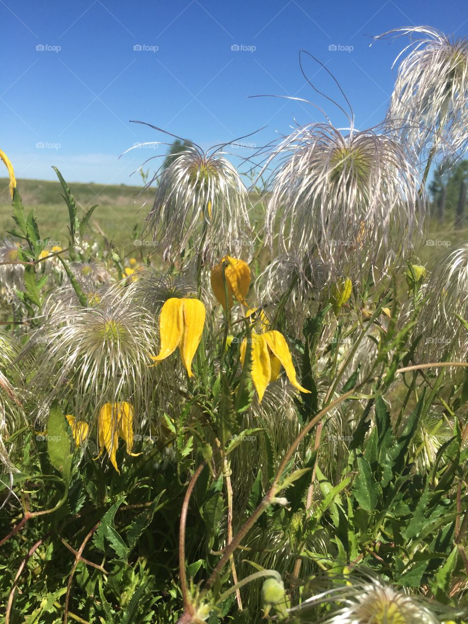Alberta wild flowers