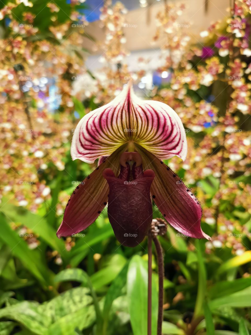 The orchid at Changi Airport Singapore.