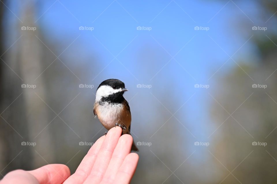 A friendly chickadee on a hand