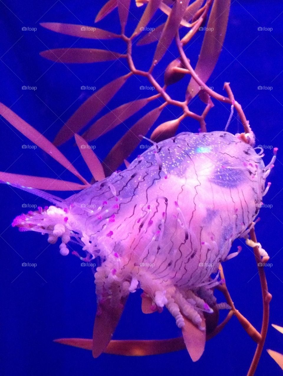 Jellyfish