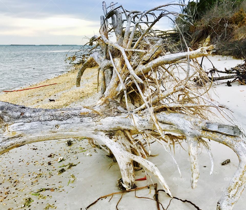 Uprooted Tree