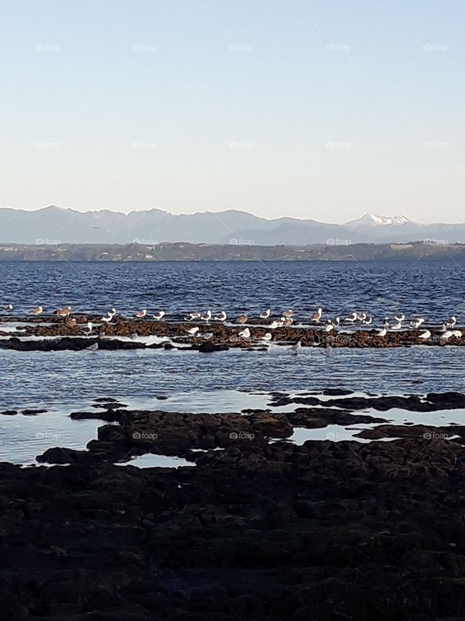 gaviotas