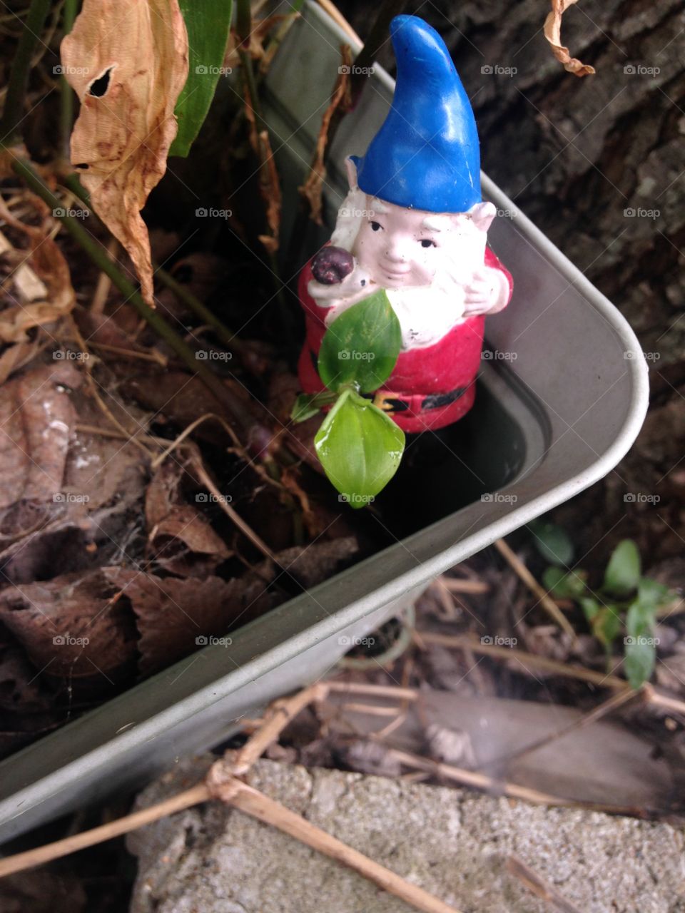 Happy gnome in a planter. 