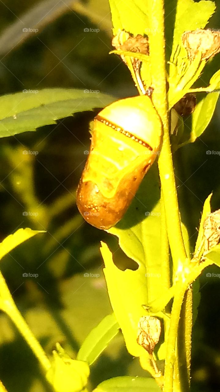 this is evening click and flash very nice